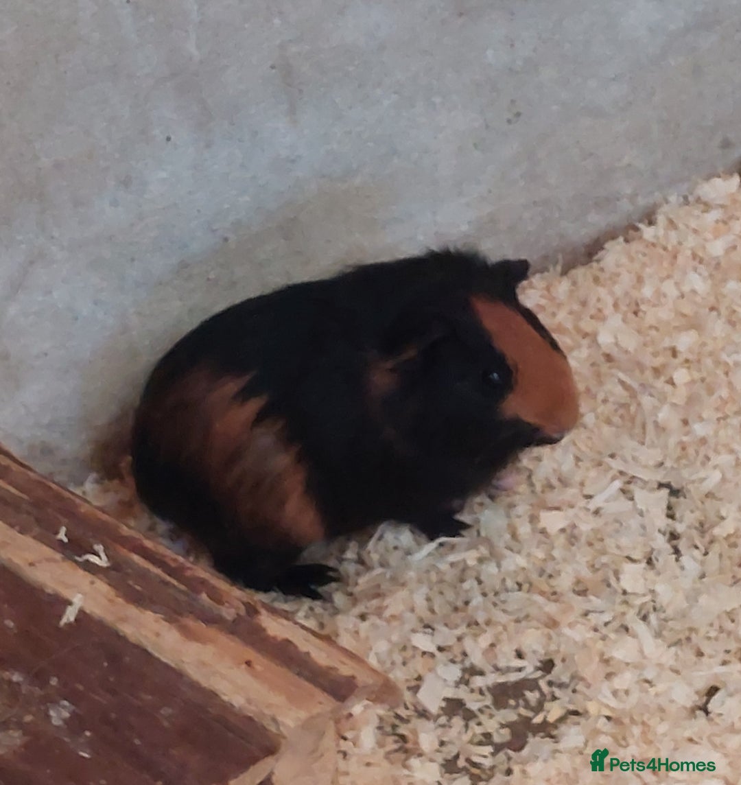 Guinea Pig rodents for sale: Beautiful Female Guinea Pigs available - Image 3