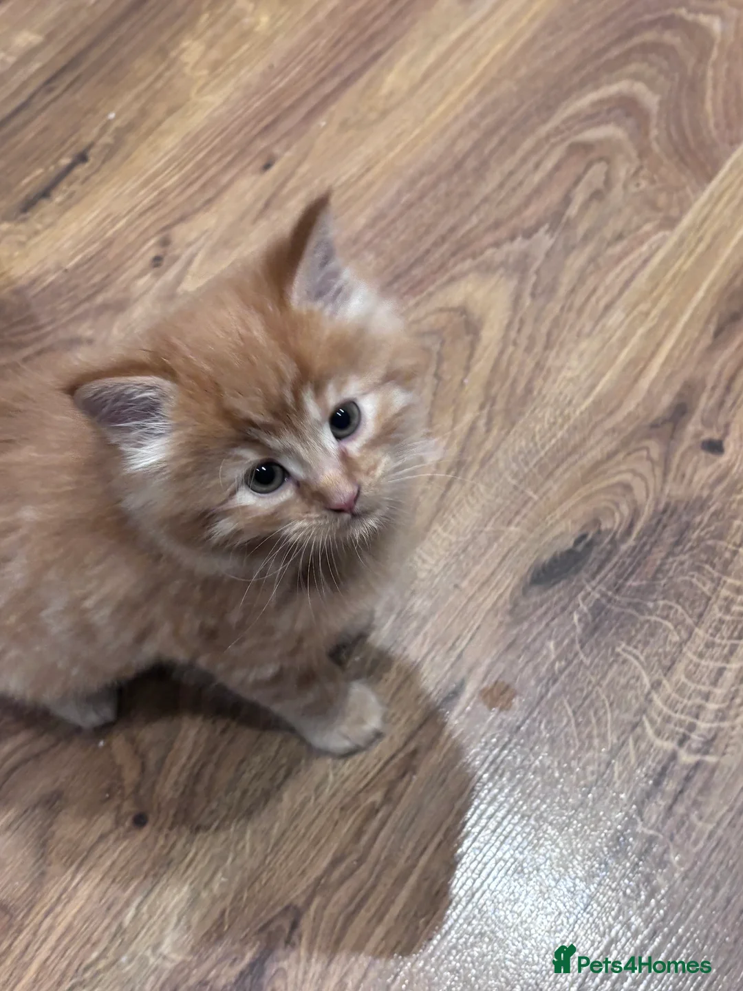 Mixed Breed cats for sale: Gorgeous moggy kittens for sale  - Advert 2