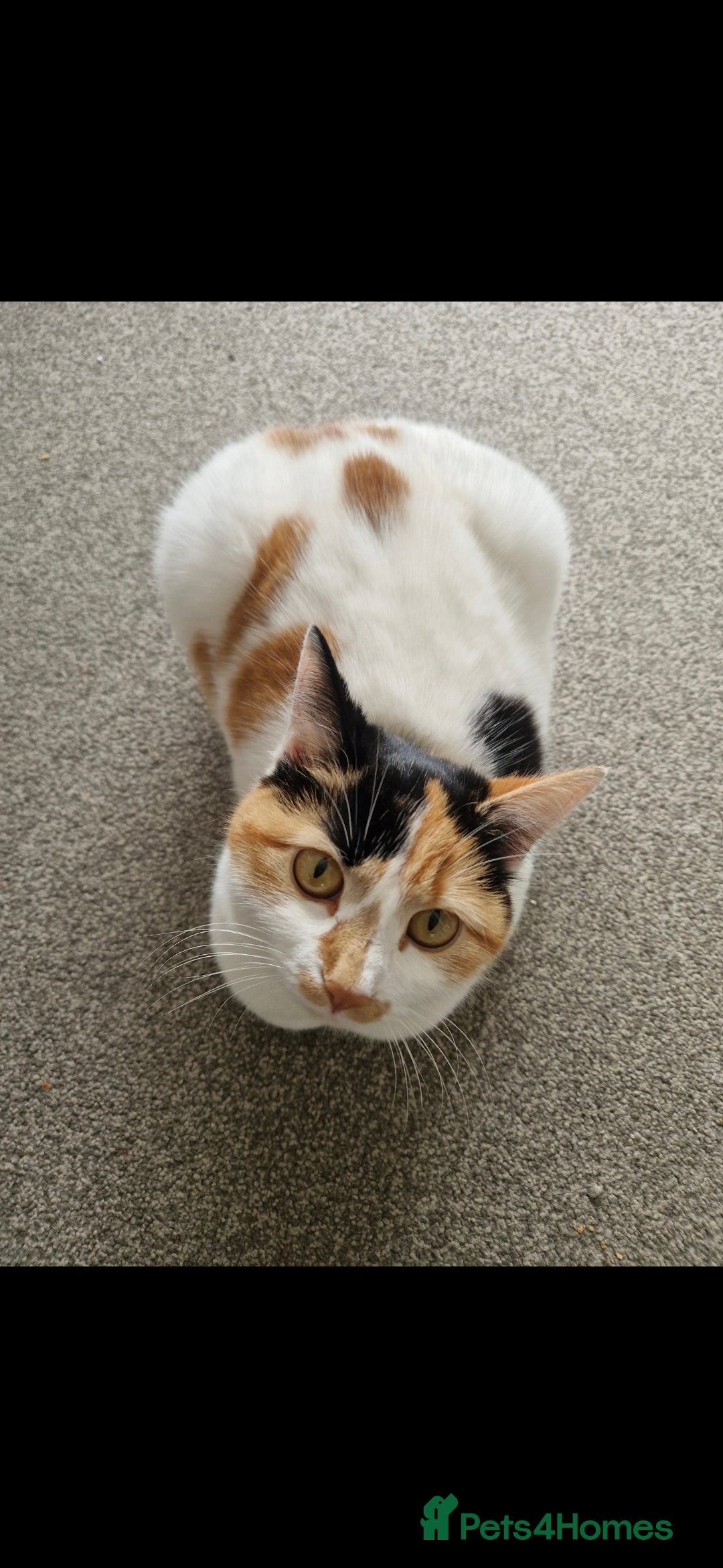 Domestic Shorthair cats for sale: 5 month old sisters looking for new home - Image 4