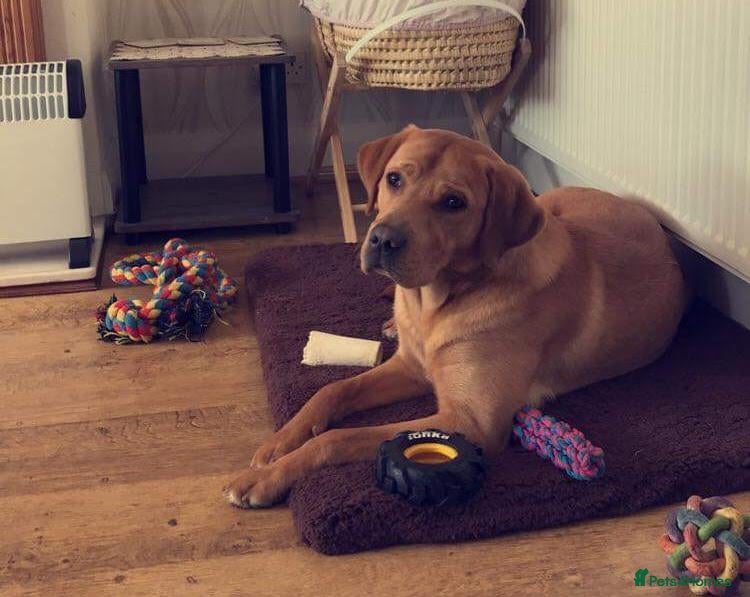 Labrador Retriever dogs Labrador Rehoming  - Advert 15