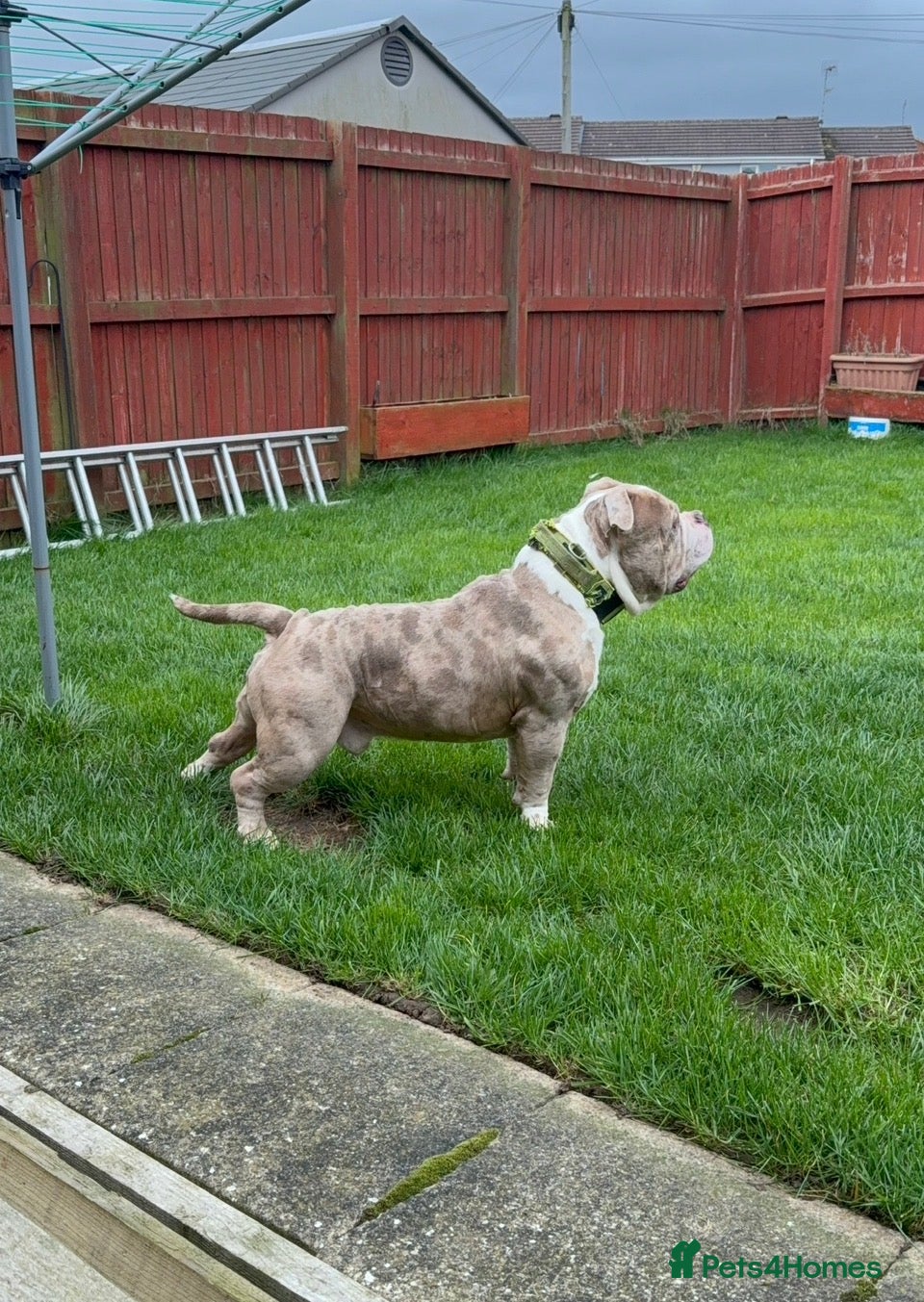 American Bully dogs Merle ABKC american pocket bully stud - Advert 17
