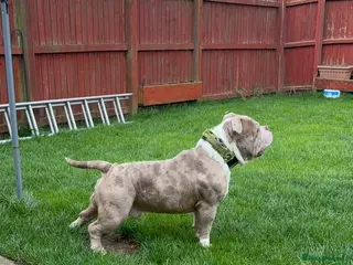 American Bully dogs Merle ABKC american pocket bully stud - Advert 17