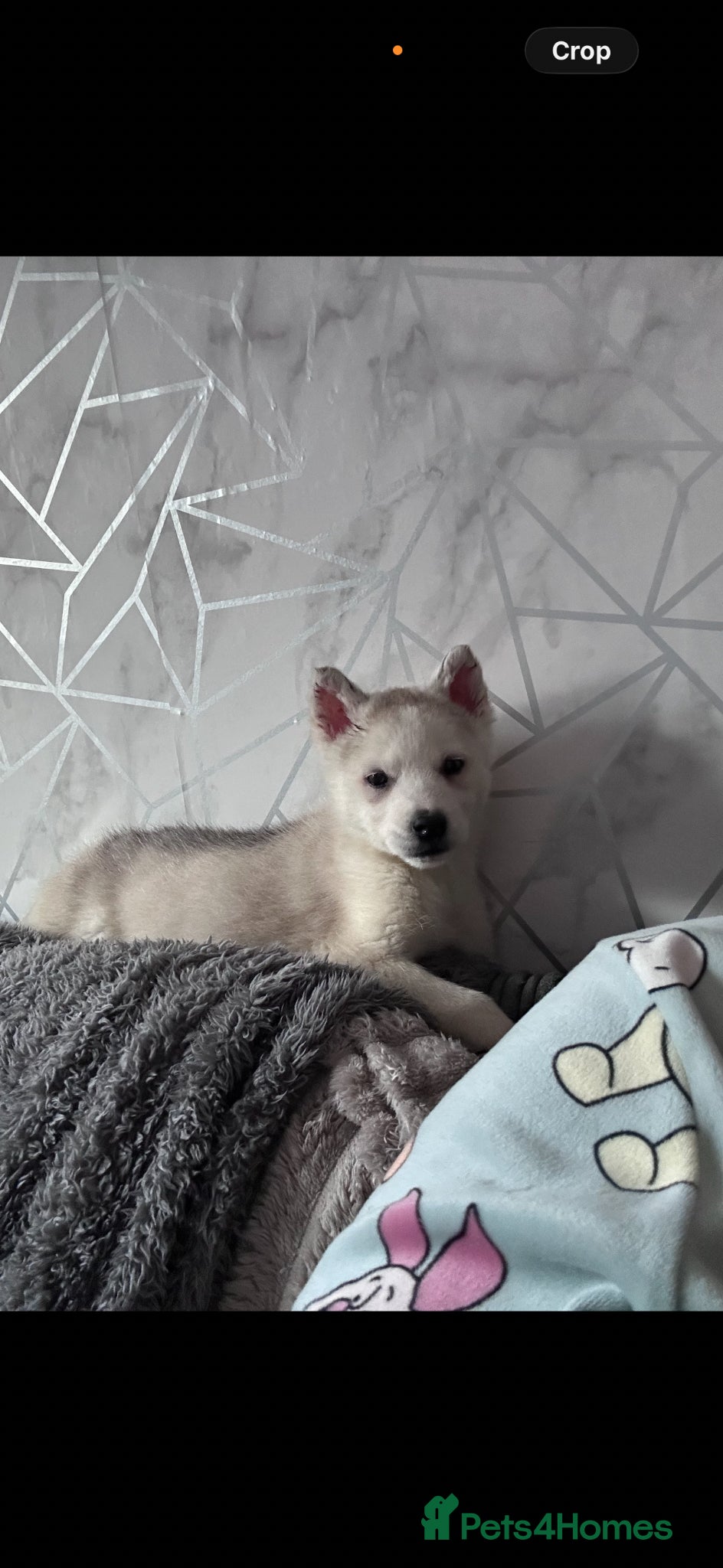 Siberian Husky dogs Ocean - Advert 7