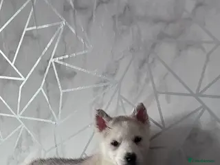 Siberian Husky dogs Ocean - Advert 7