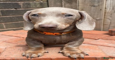 Miniature Dachshund dogs - Advert 8
