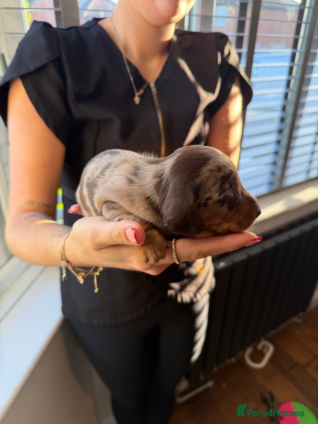 Miniature Dachshund dogs for sale: KC reg Miniature Dachshunds available 24thDecember - Advert 18