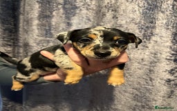 Jack Russell dogs for sale: Miniature Tri coloured Merle Jack Russell  - Image 4