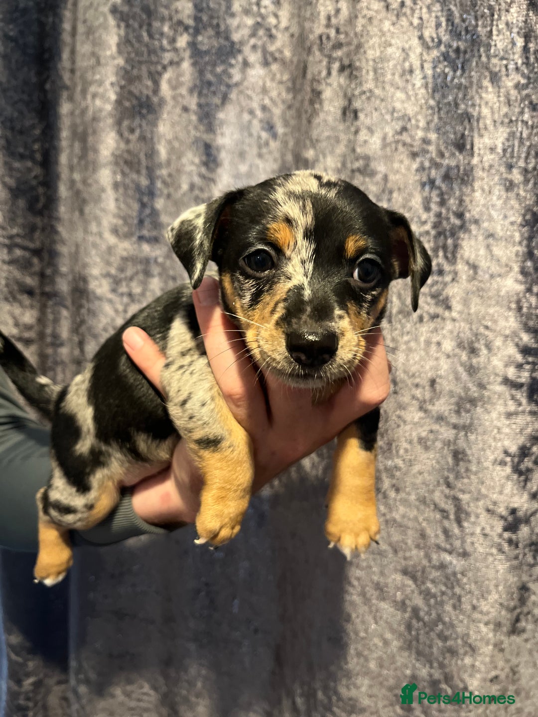 Jack Russell dogs for sale: Miniature Tri coloured Merle Jack Russell  - Image 4