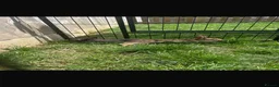 Mixed Breed rabbits for sale: Two male rabbits for sale  in Swansea - Advert 4