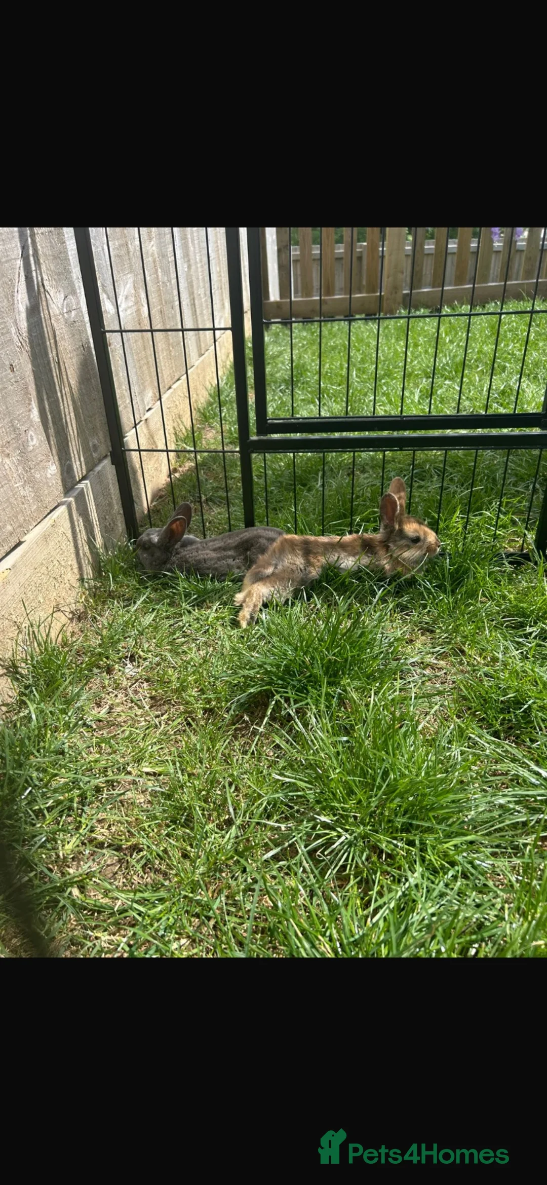 Mixed Breed rabbits for sale: Two male rabbits for sale  in Swansea - Advert 4