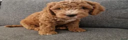 Cockapoo dogs for sale: Cockapoo Puppies Looking for Their Forever Homes - Advert 8