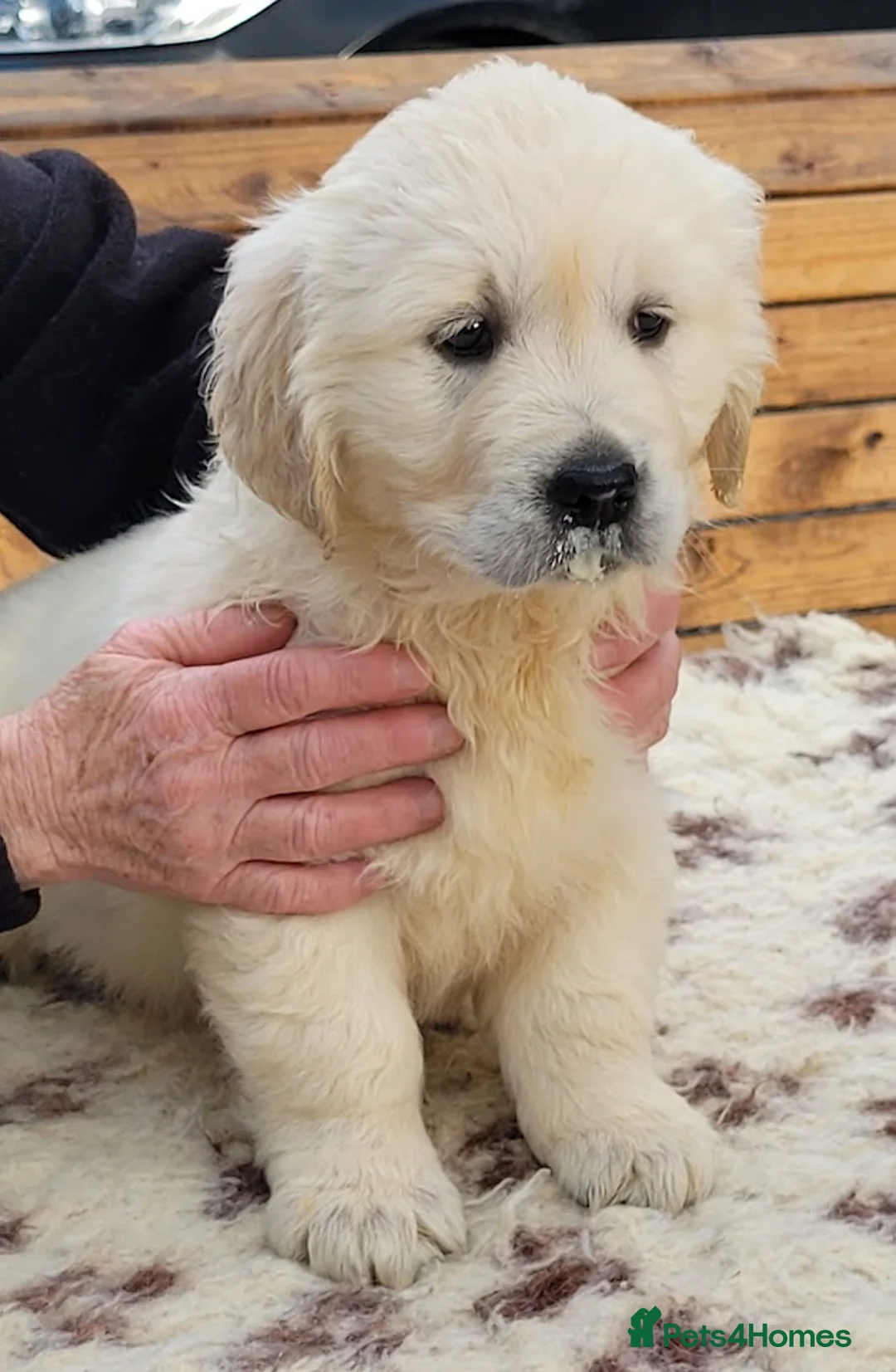 Golden Retriever dogs for stud: Cesarka Golden Retrievers in Conwy - Advert 25