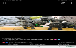 Staffordshire Bull Terrier dogs for stud: Proven KC Blue Staffy For Stud  - Image 16