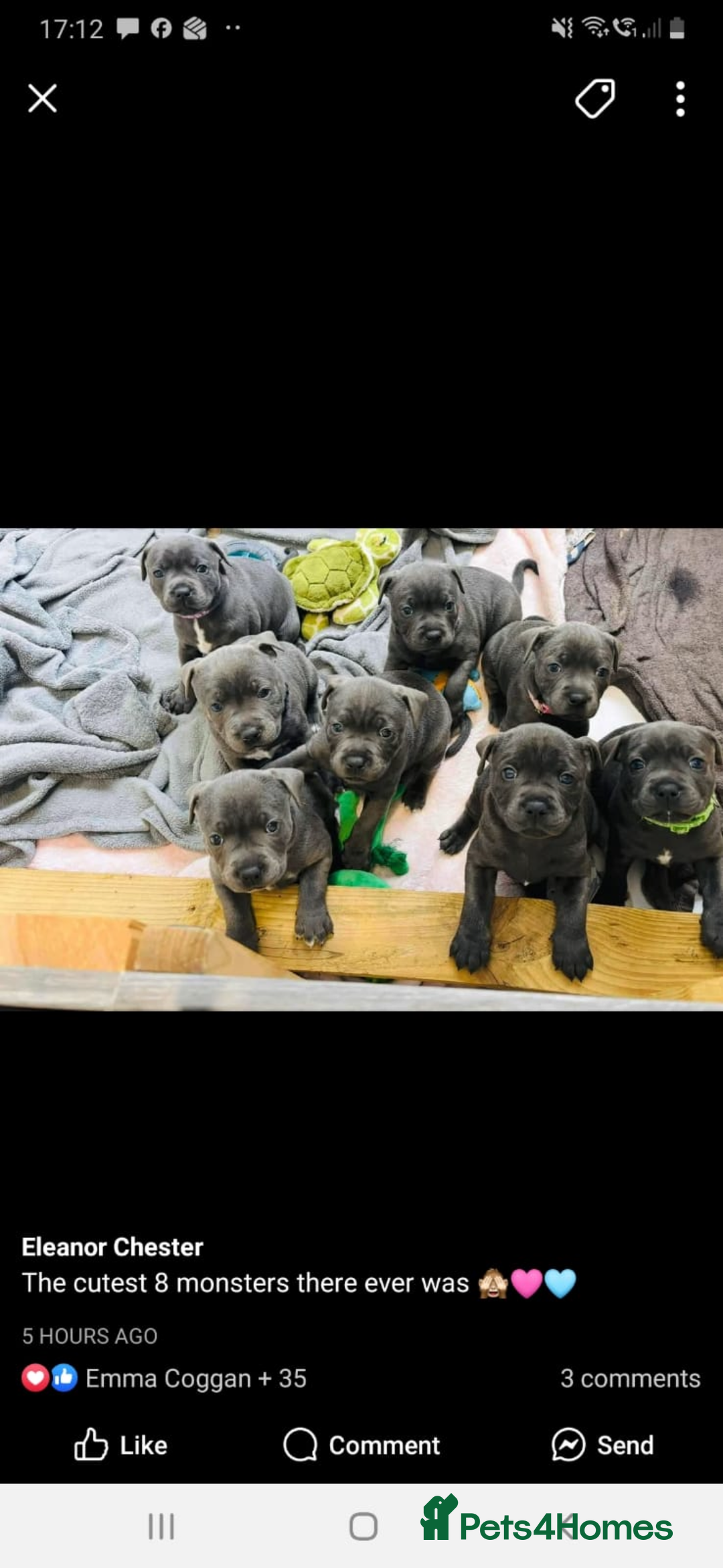 Staffordshire Bull Terrier dogs for stud: Proven KC Blue Staffy For Stud  - Image 16