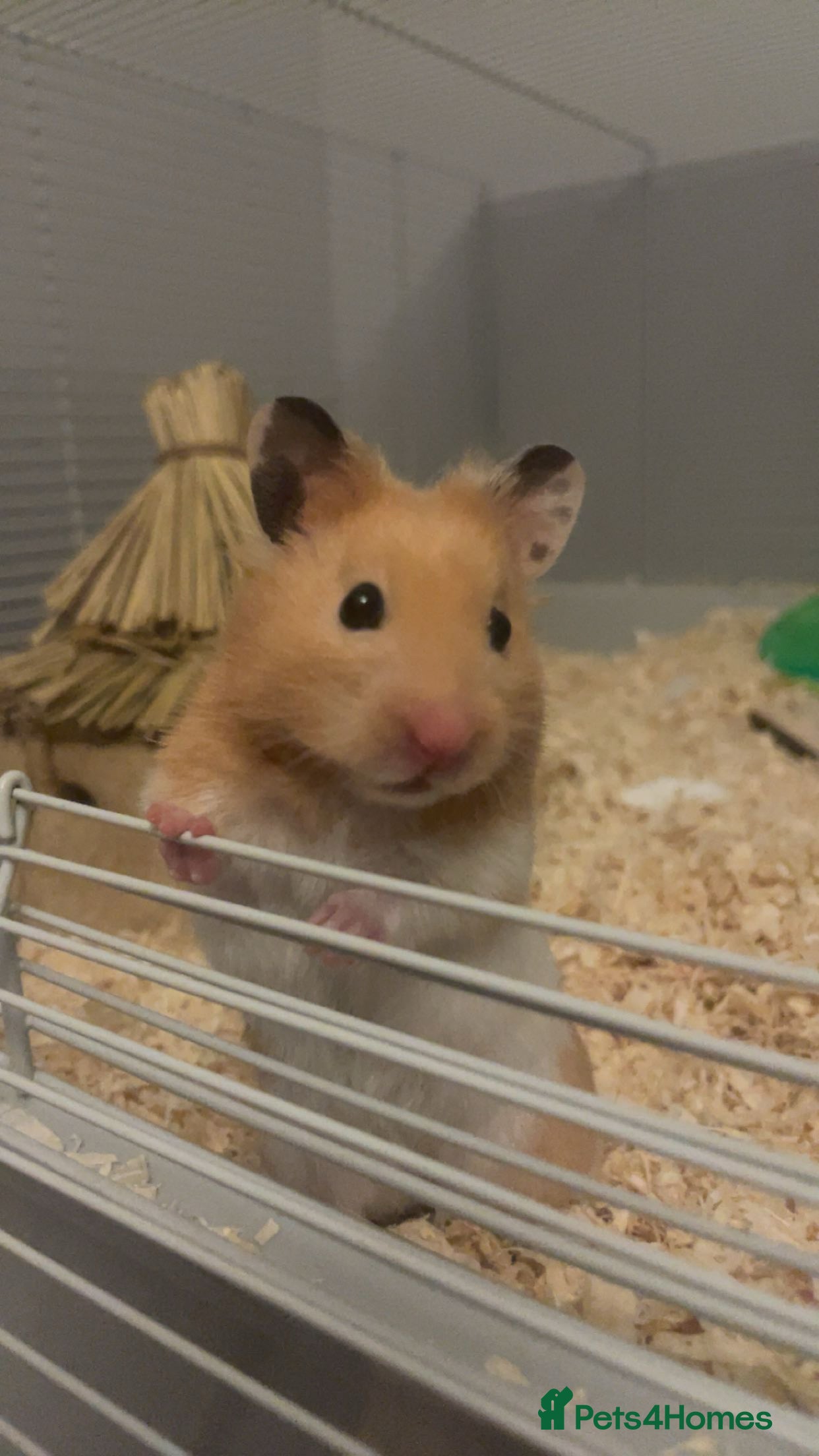 Hamster rodents Syrian hamster + Cage + Accessories  - Advert 1