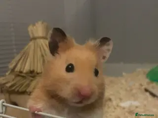 Hamster rodents Syrian hamster + Cage + Accessories - Advert 1