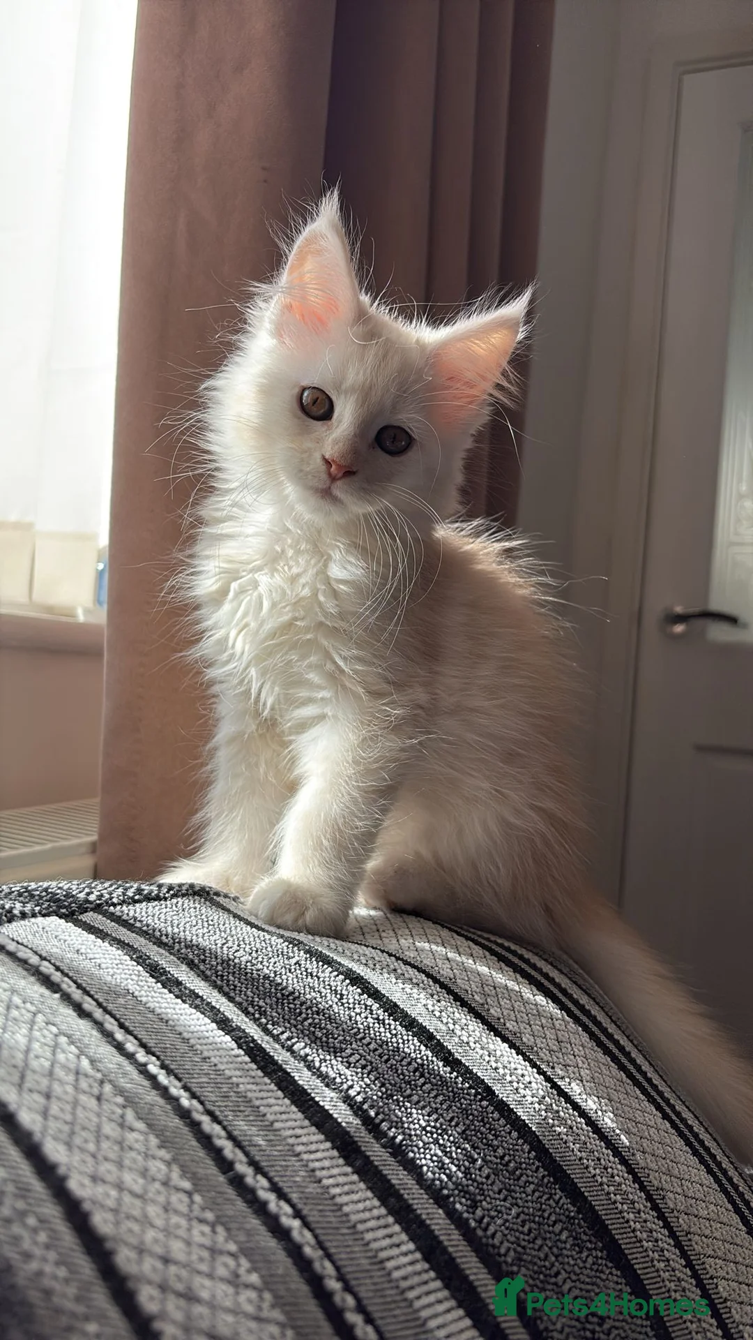 Maine Coon cats for sale: Maine Coon kittens ready to go 😻 - Advert 9