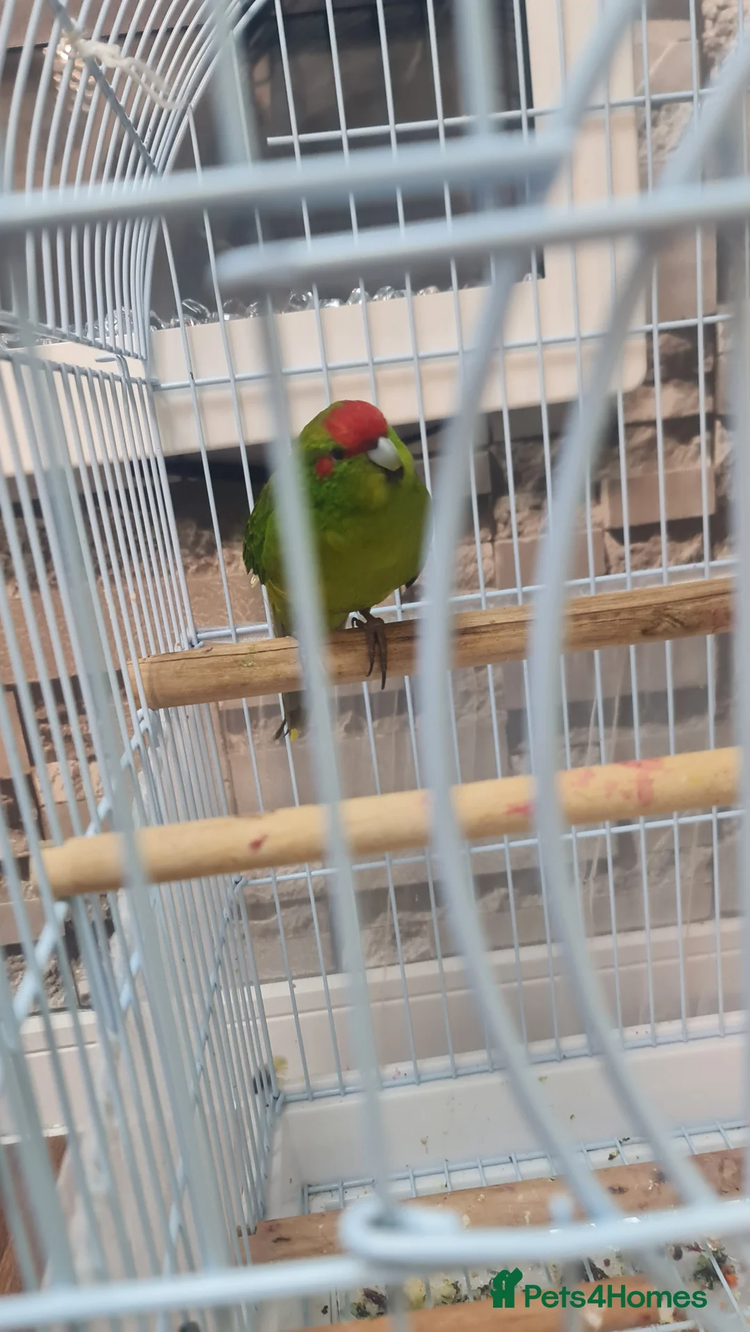 Parrots birds for sale: Parrots - Advert 2