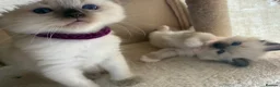 Ragdoll cats for sale: Ragdoll in Telford - Advert 9