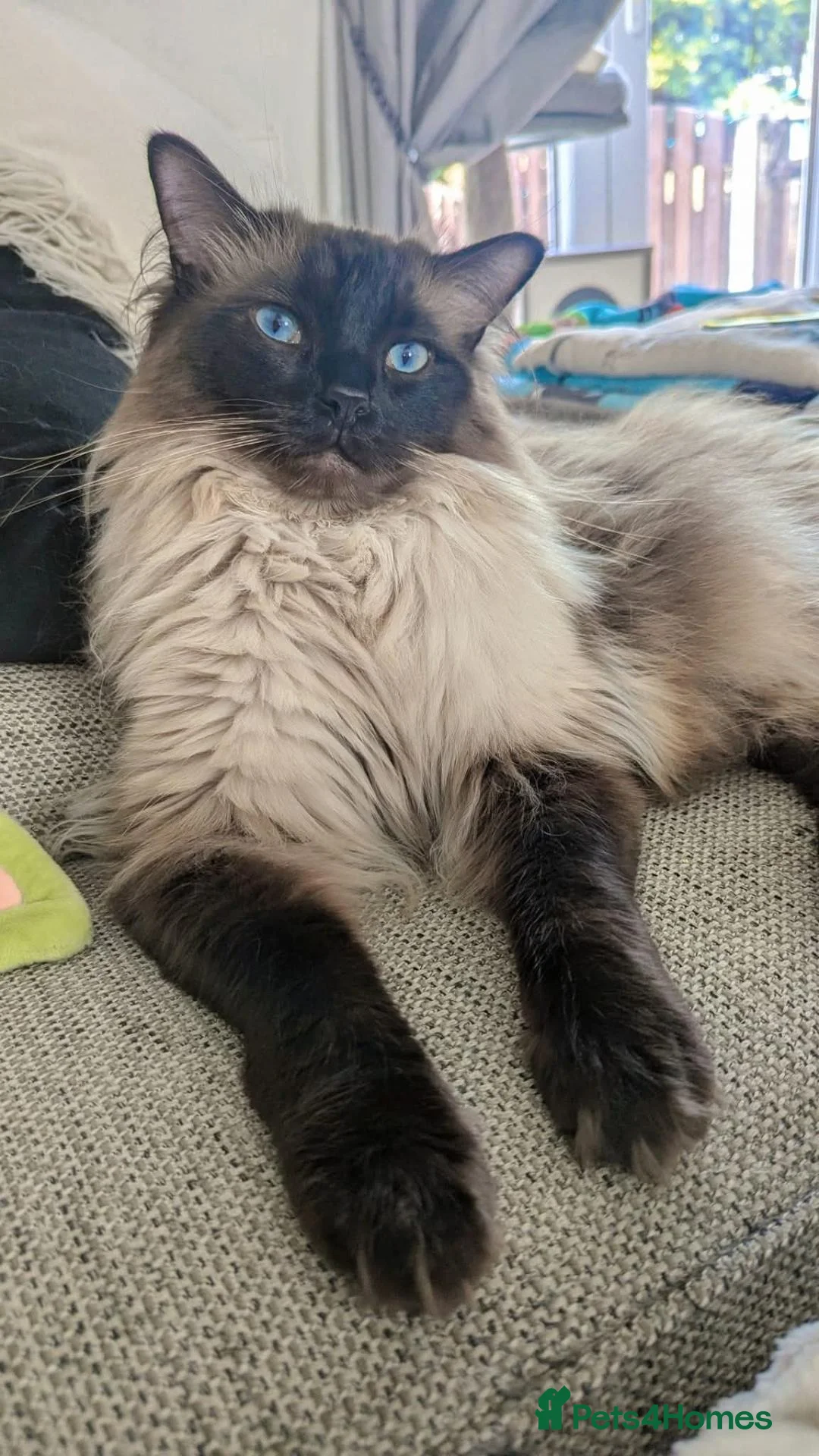 Ragdoll cats for sale: Giant beautiful boy.  - Advert 2
