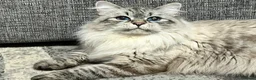 Siberian cats for sale: 💙💙Stunning GCCF Reg Siberian Babies💙💙 - Advert 14