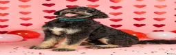Bernedoodle dogs for sale: Bernedoodle 3 years old - Advert 5