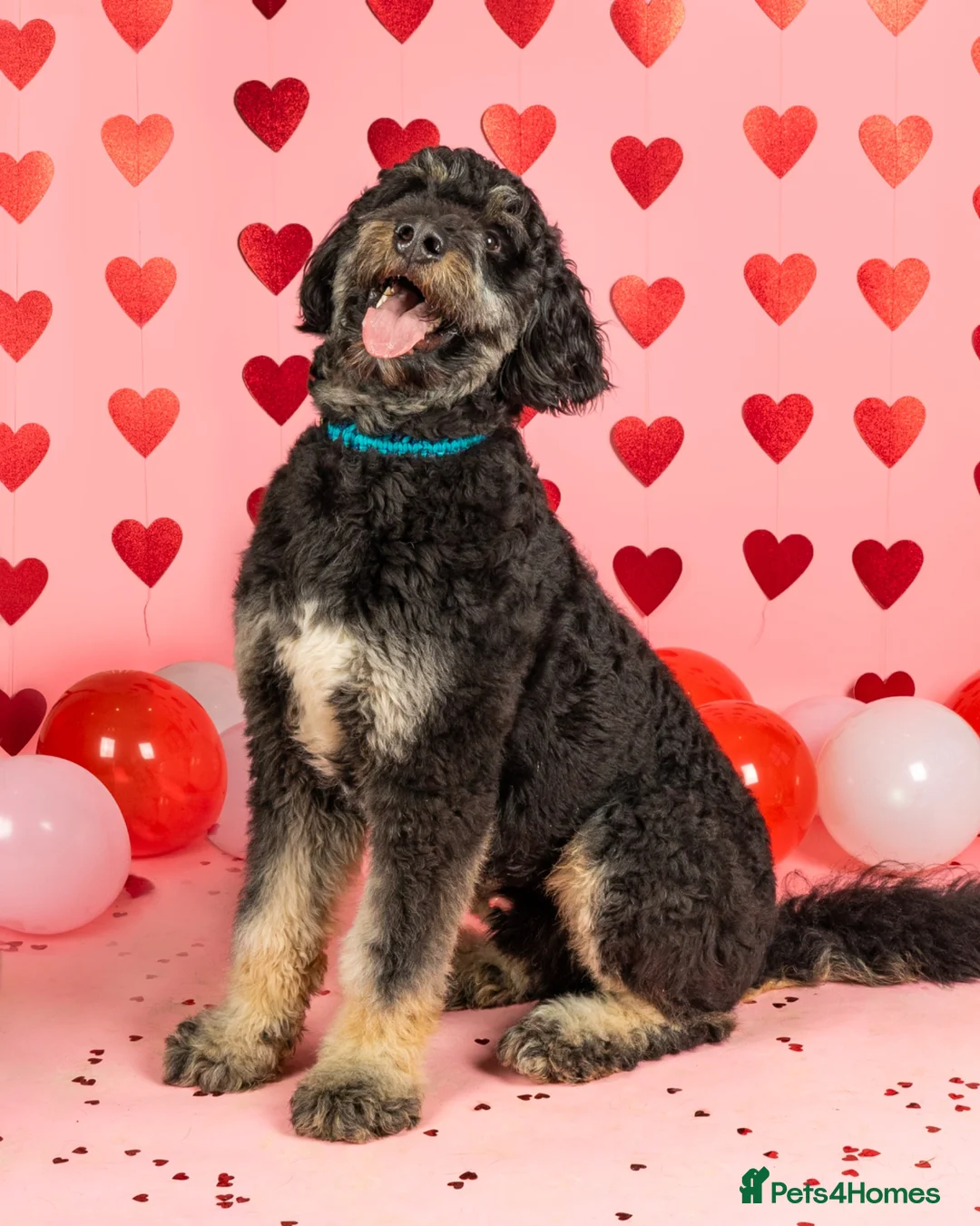 Bernedoodle dogs for sale: Bernedoodle 3 years old - Advert 2