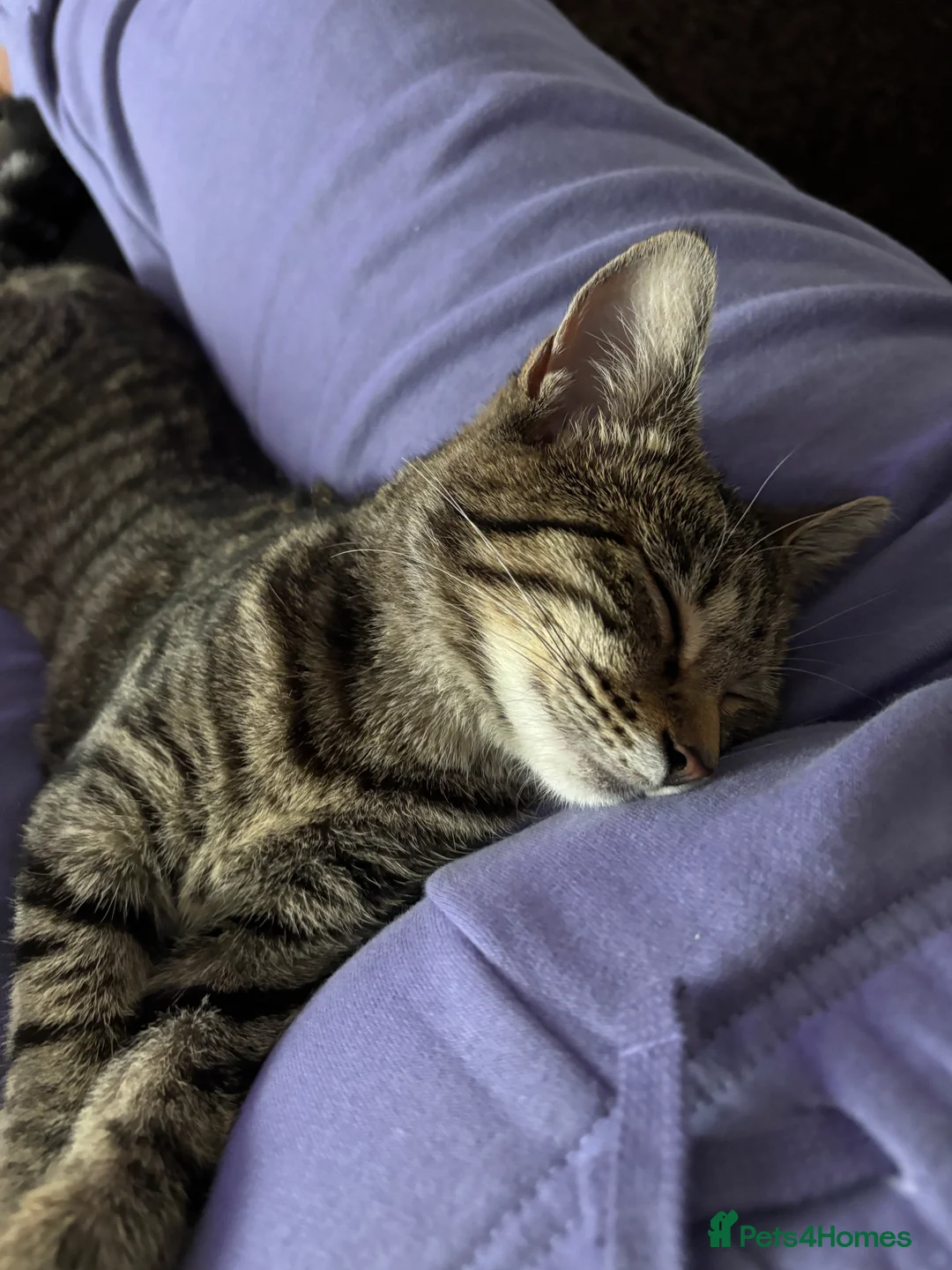Mixed Breed cats for sale: Beautiful & Cuddly Tabby Kitten - Advert 5