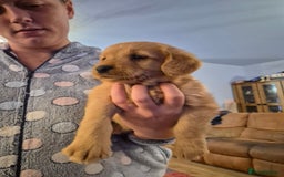 Labradoodle dogs for sale: Ready now gorgeous labradoodle puppies 3 boys - Image 7
