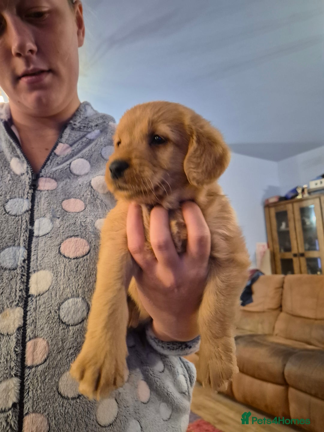 Labradoodle dogs for sale: Ready now gorgeous labradoodle puppies 3 boys - Image 7