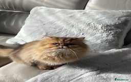 Persian cats for sale: Persian chinchilla looking for new home  - Image 5