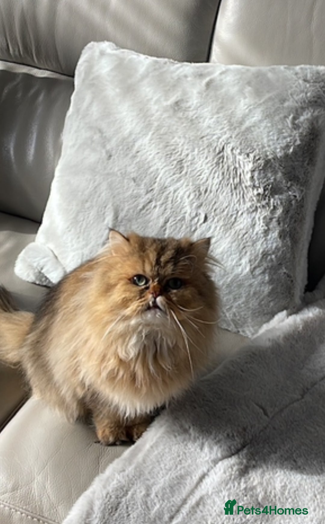 Persian cats for sale: Persian chinchilla looking for new home  - Image 5