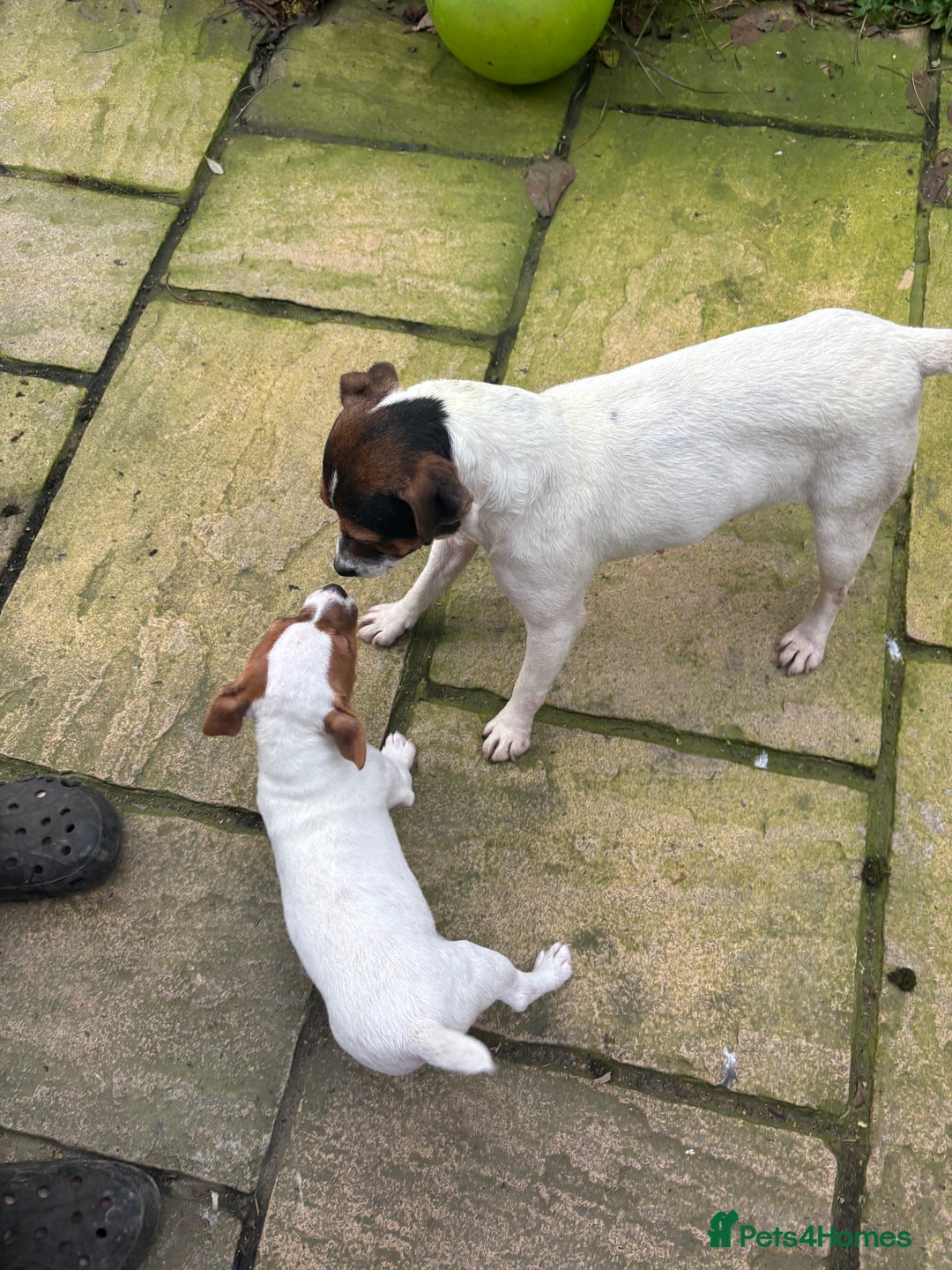 Jack Russell dogs for sale: 1 male 1 female Jack Russell pups - Advert 8