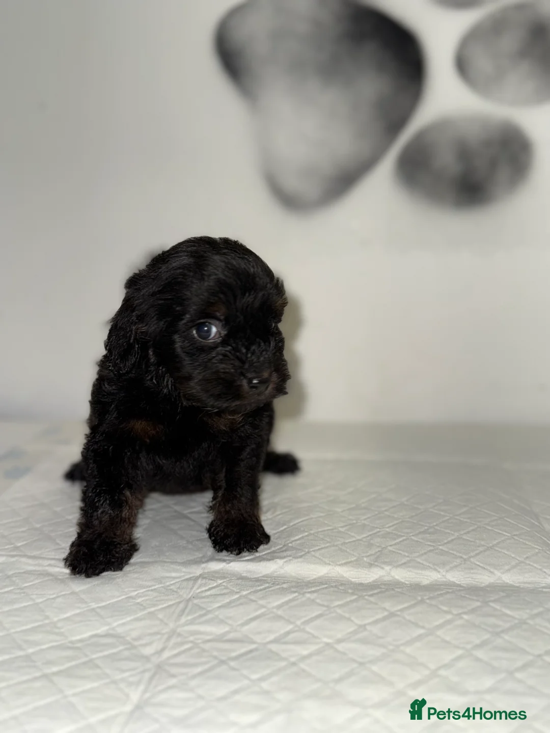 Cockapoo dogs for sale: 8 F1 Cockapoos available  - Advert 8