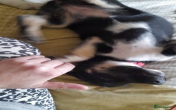 Mixed Breed dogs for sale: Dusky - Advert 11