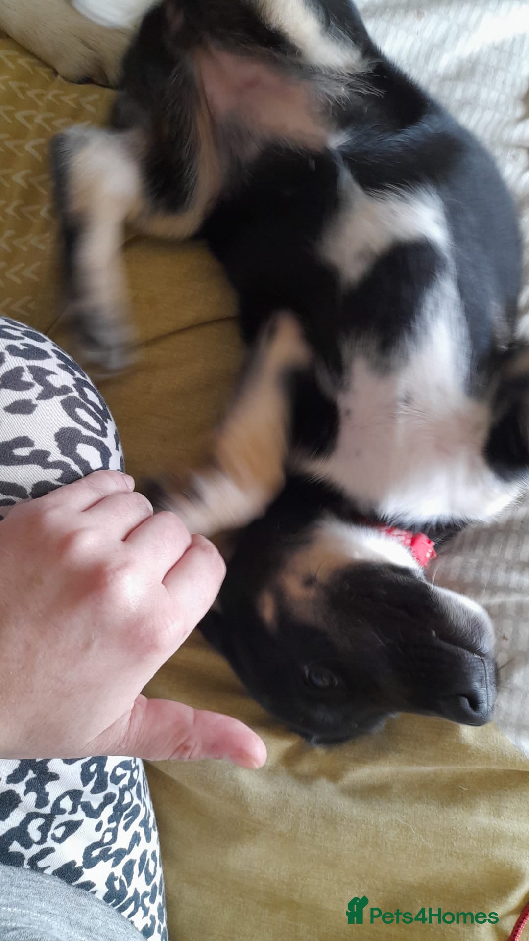 Mixed Breed dogs for sale: Dusky - Advert 11