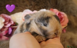 Mini Lop rabbits for sale: 🐇🌿Mini Lops kits🌿🐇 - Image 3