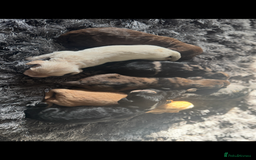 Cockapoo dogs for sale: Rare stunning American miniature teddy cockapoos  - Image 5