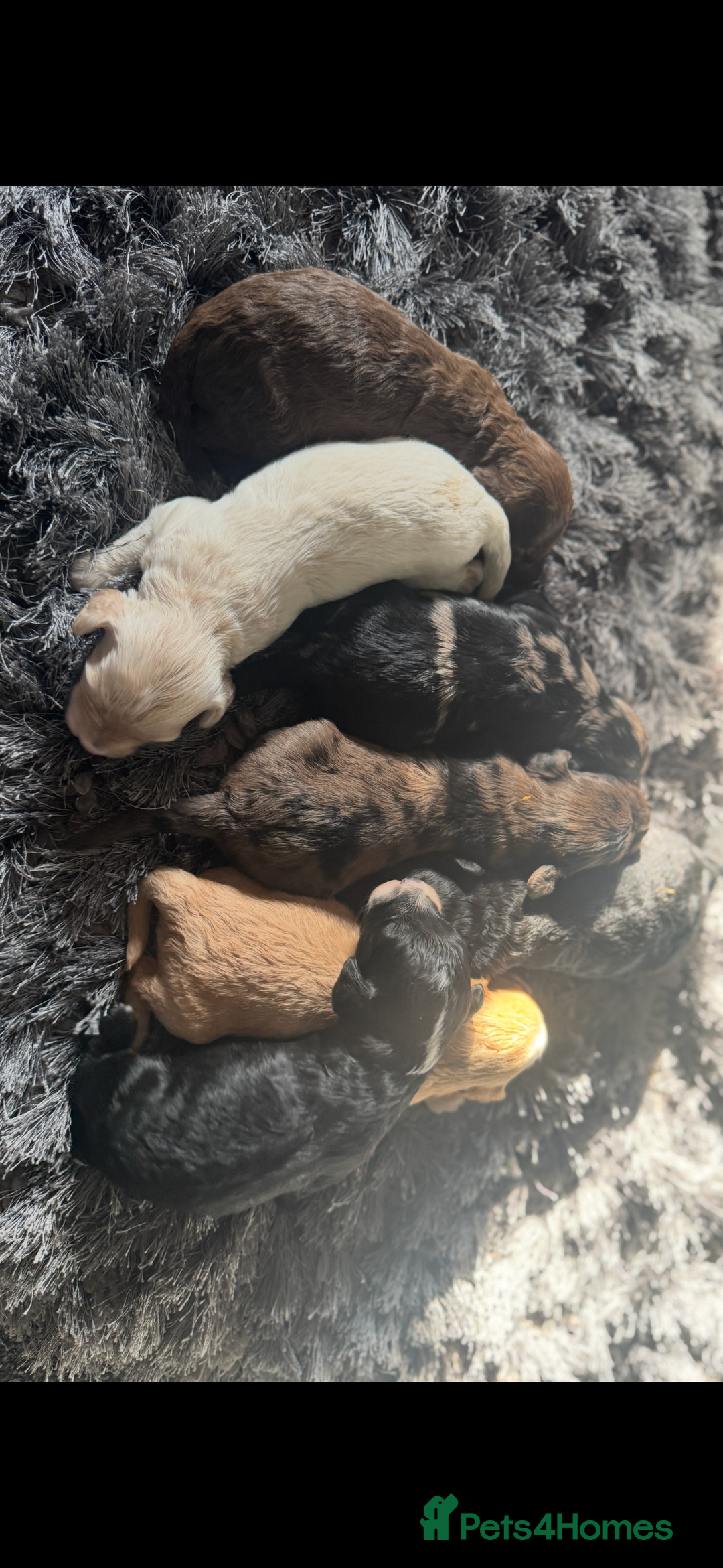 Cockapoo dogs for sale: Rare stunning American miniature teddy cockapoos  - Image 5