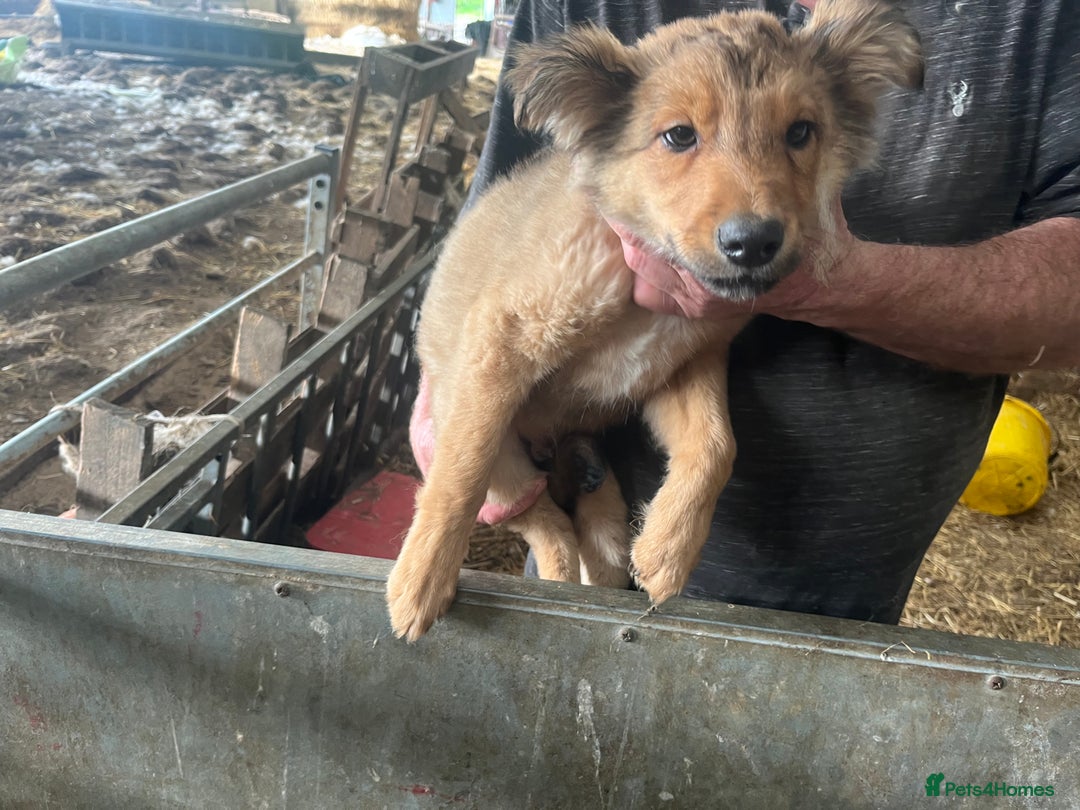 Border Collie dogs for sale: 7 gorjous border collies - Image 2