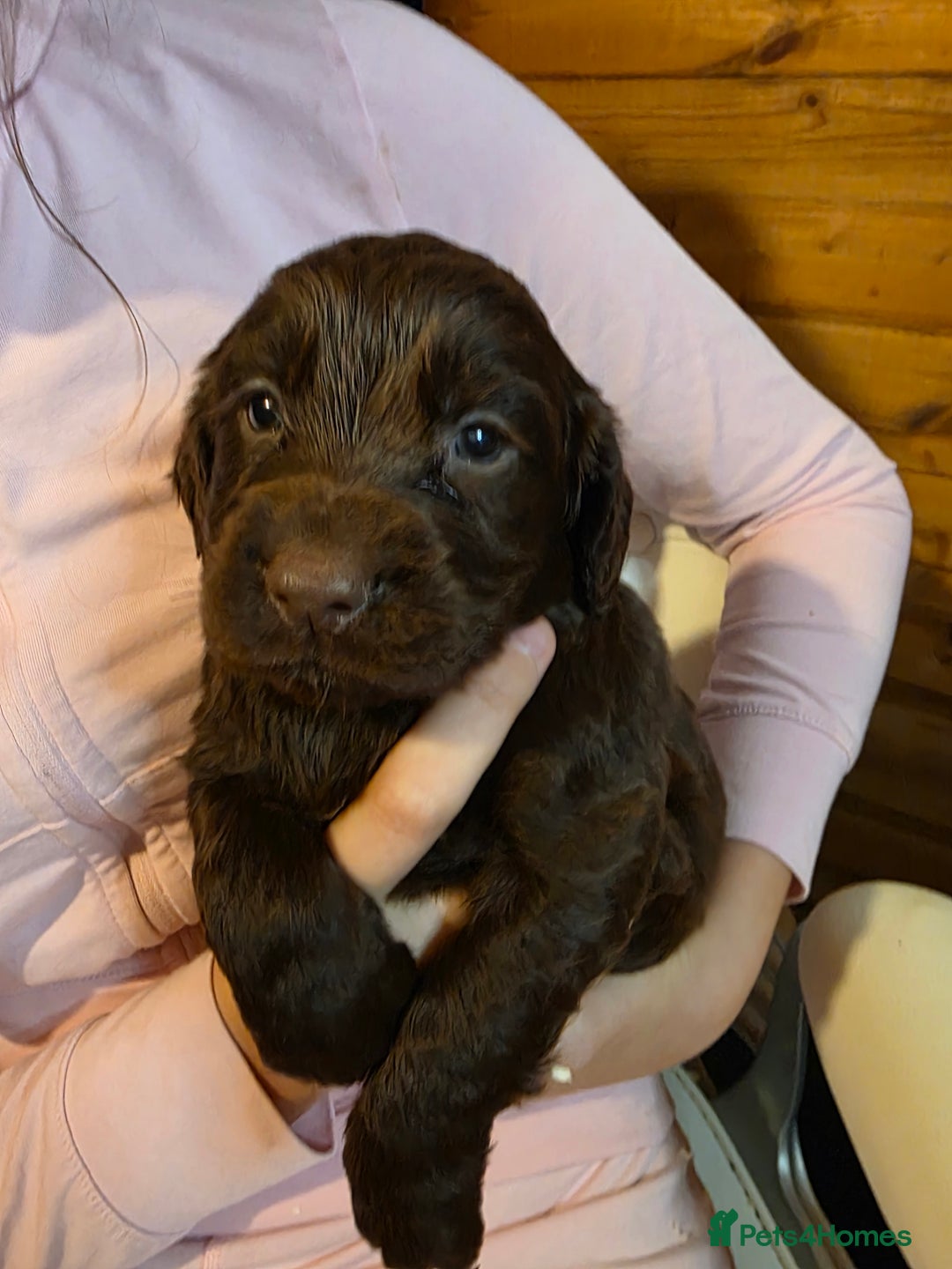Cocker Spaniel dogs for sale: Beautiful Working KC Reg Cocker Spaniels Puppies - Advert 26