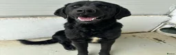 Mixed Breed dogs for adoption: Lonzo (Retriever mix) in Basingstoke - Advert 1
