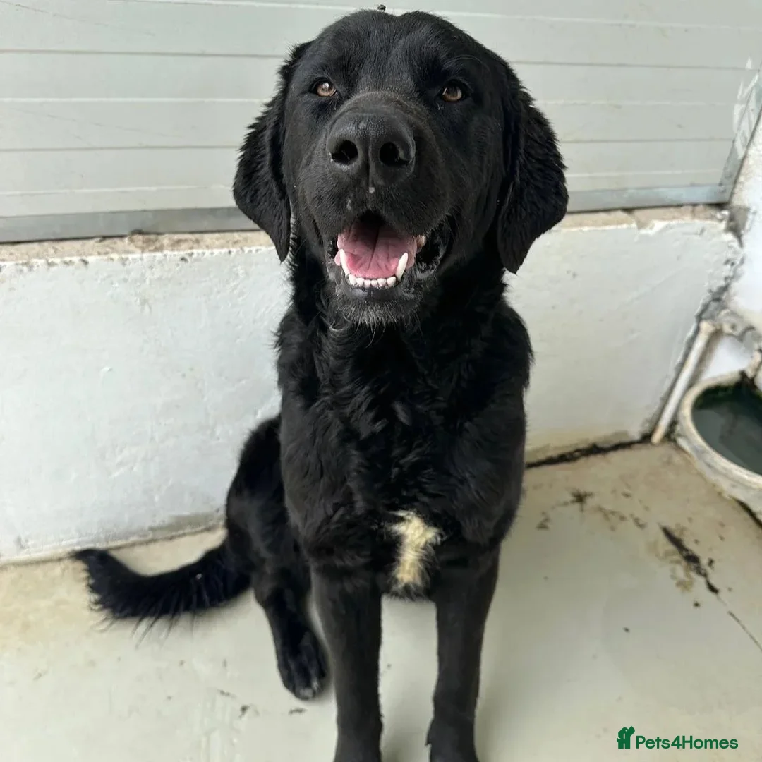 Mixed Breed dogs for adoption: Lonzo (Retriever mix) in Basingstoke - Advert 1