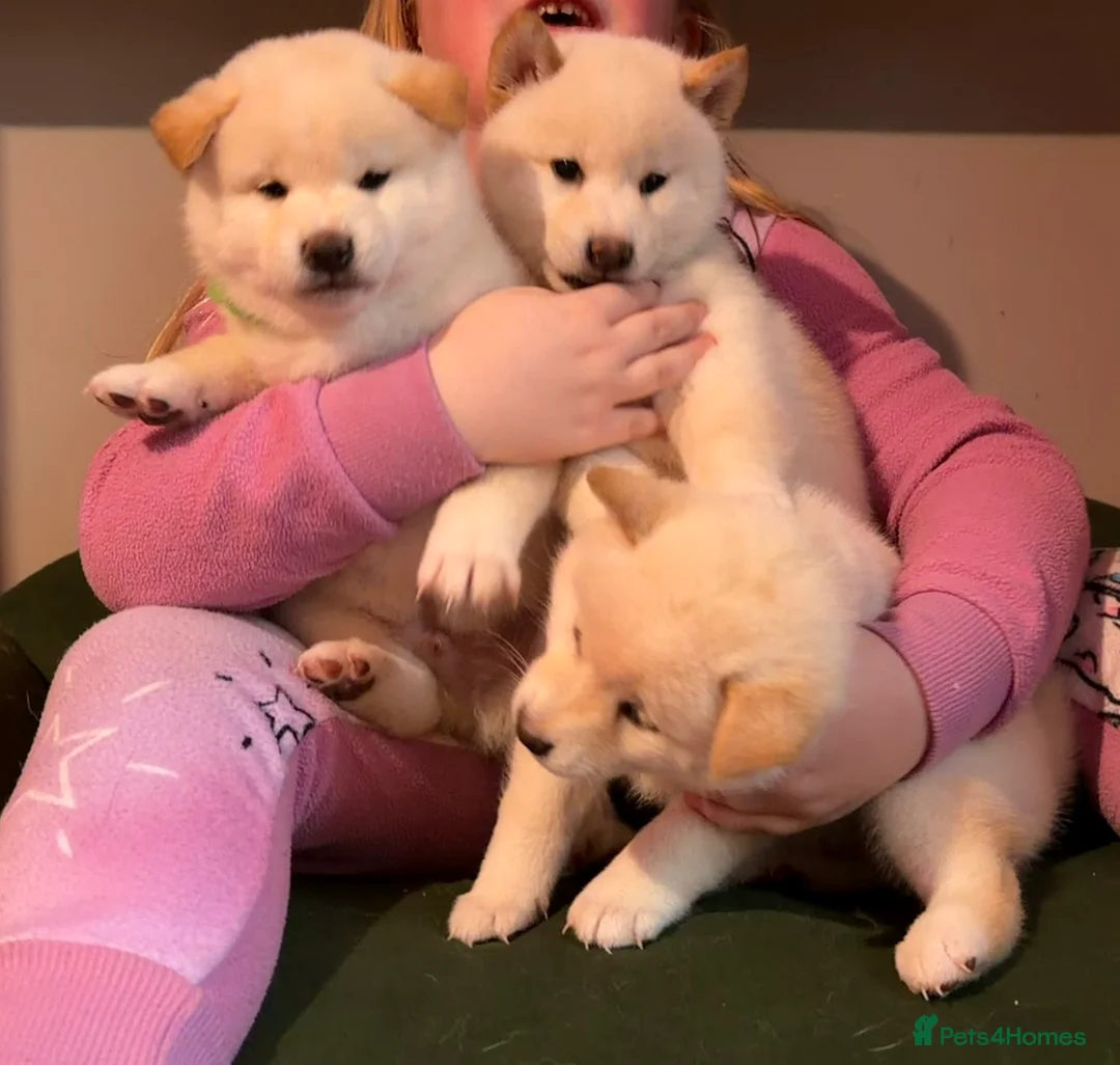 Japanese Shiba Inu dogs for sale: Japanese Shiba Inu - Advert 1