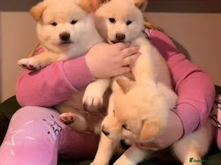 Japanese Shiba Inu dogs Japanese Shiba Inu - Advert 18