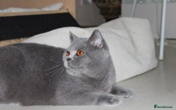 British Shorthair cats for sale: Ready Now British shorthair Amazing kittens - Advert 7