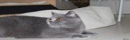British Shorthair cats for sale: Ready Now British shorthair Amazing kittens - Advert 12