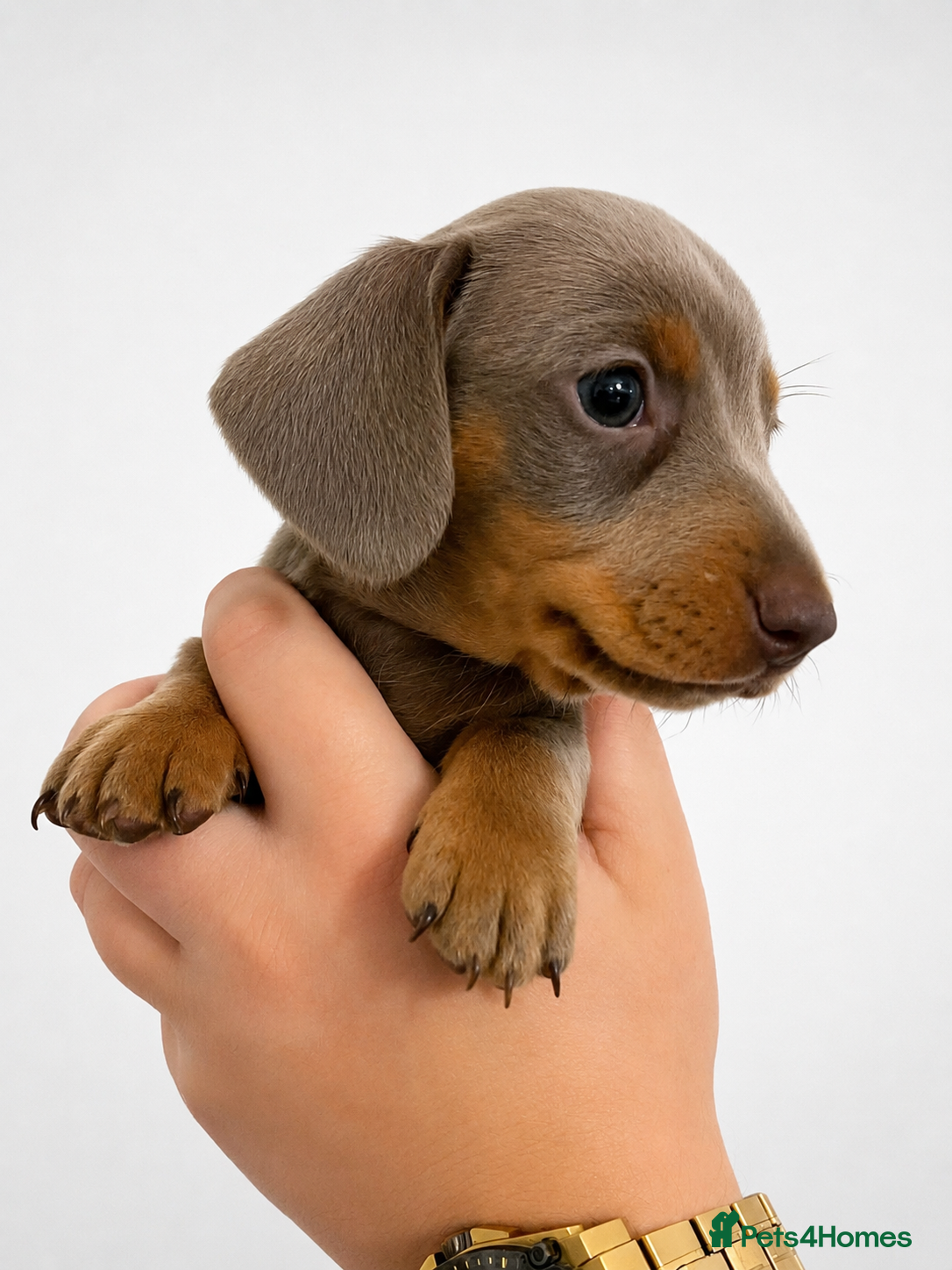 Miniature Dachshund dogs 🐾 Last KC mini dachshund girl pup ready 25/07  - Advert 14