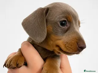 Miniature Dachshund dogs 🐾 Last KC mini dachshund girl pup ready 25/07 - Advert 14