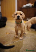 Labrador Retriever dogs - Advert 11